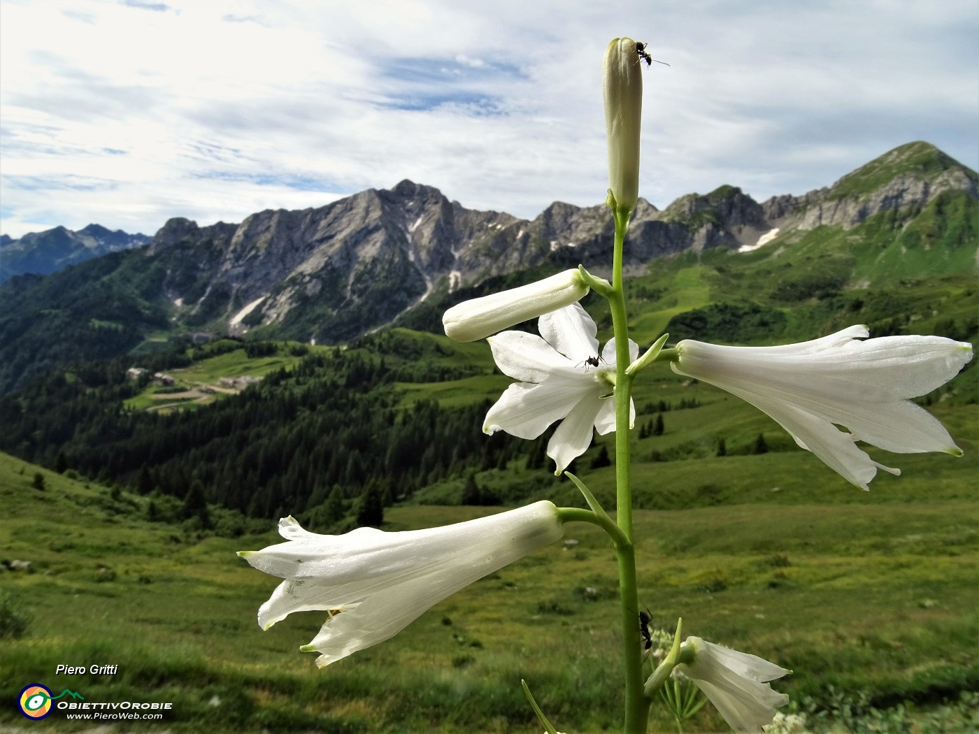 18 Giglio di monte (Paradisea liliastrum) con da sfondo Pegherolo e Monte Cavallo .JPG